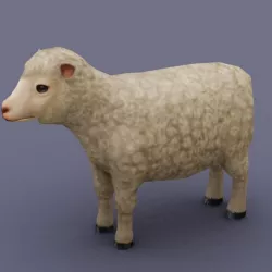 Sheep