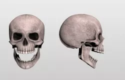 Skull