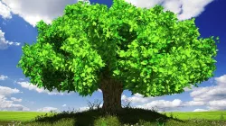 Tree customizable with ground