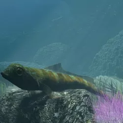 tripterygion Rigged