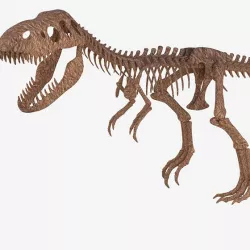 Tyrannosaurus Rex Skeleton