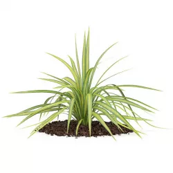 Yellow Yucca Plant (Yucca arkansana)