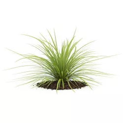 Yucca Plant (Yucca baileyi)