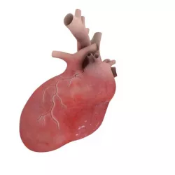 3D Heart
