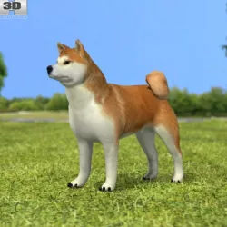 Akita Inu