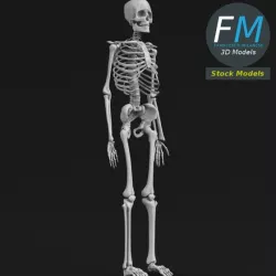 Anatomy - Complete human skeleton