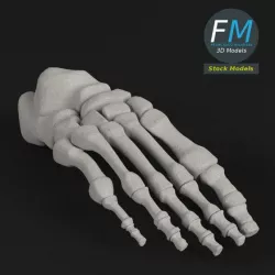 Anatomy - Human Foot bones