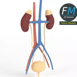 Anatomy - Human kidney and urinary system