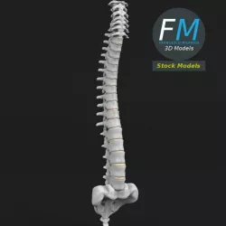 Anatomy - Human spine 2