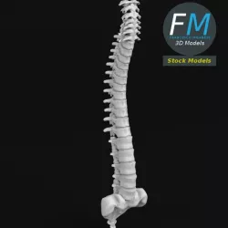 Anatomy - Human spine 3