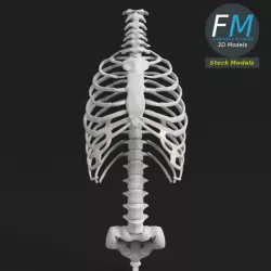 Anatomy - Human Spine Torso and Rib Cage