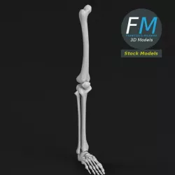 Anatomy - Leg and foot bones