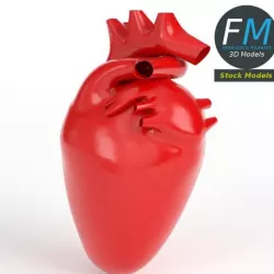 Anatomy - Stylized human heart