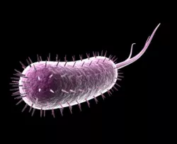 Animated Bacteria