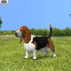 Basset Hound