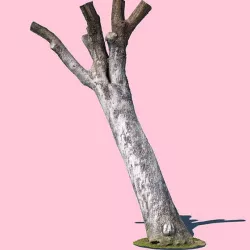 Bob Barker (3D Scan)