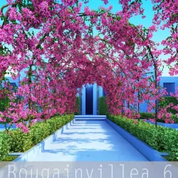Bougainvillea 6