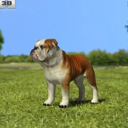 Bulldog