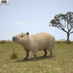 Capybara