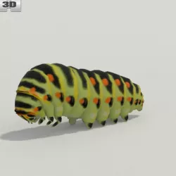 Caterpillar