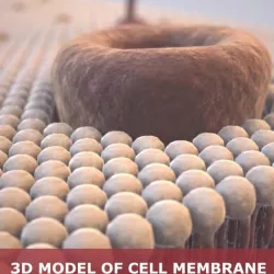 Cell membrane