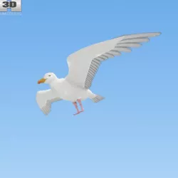 Common Gull