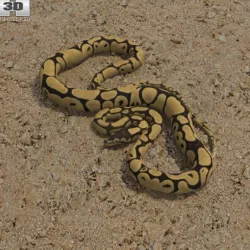 Common Python
