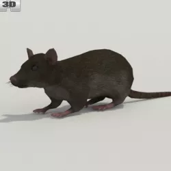 Common Rat