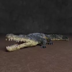 Crocodile