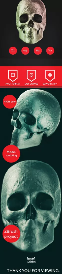 Decoration skull model