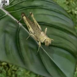 Desert Locust