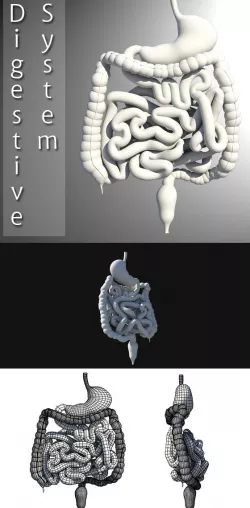 Digestive System