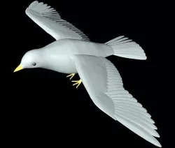 dove bird model