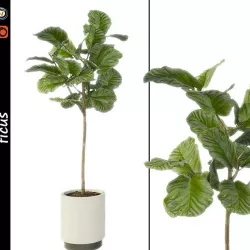 Ficus