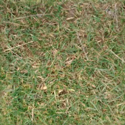 Forest Grass