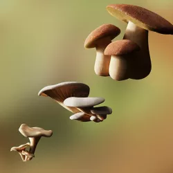 Game ready PBR Mushrooms SET 1