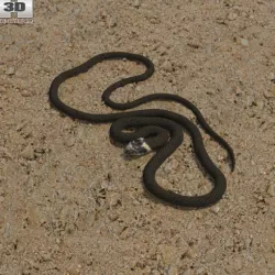 Grass Snake