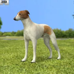 Greyhound
