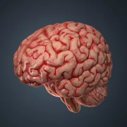 Human Brain.