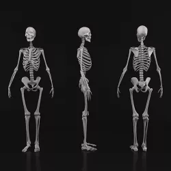 Human skeleton