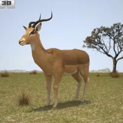 Impala