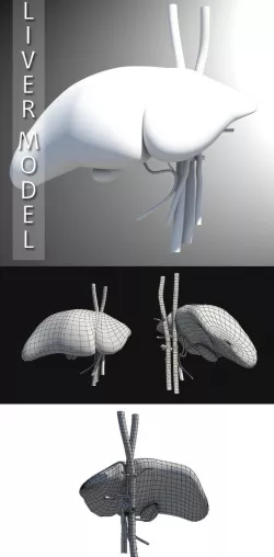 Liver Model