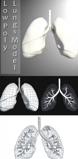 Low Poly Lungs Model