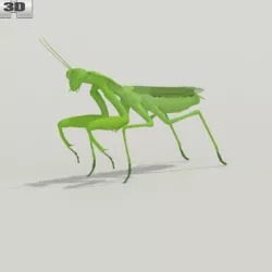 Mantis