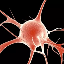 Neuron