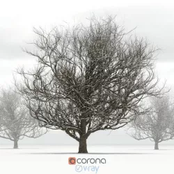 Oak tree with snow