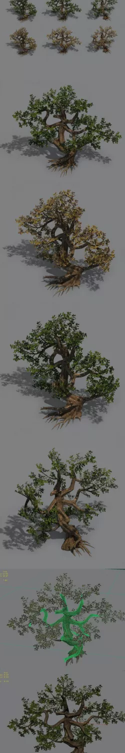 Plant - cypress