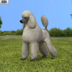 Poodle