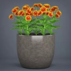 Potted Flower Plant