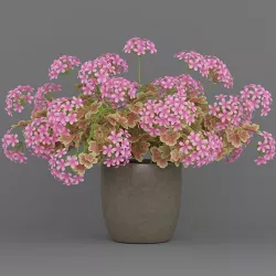 Potted Flower Plant